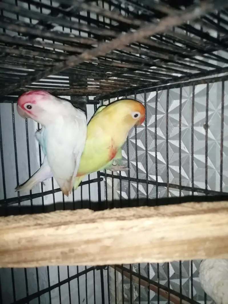love birds pair — photo 2