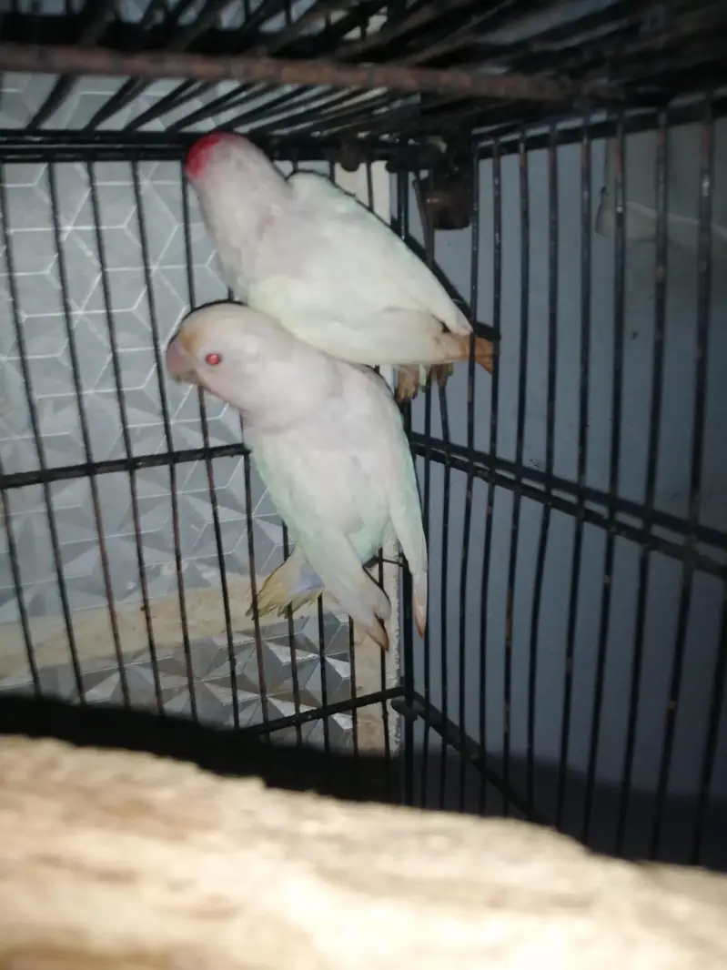 love birds pair — photo 3