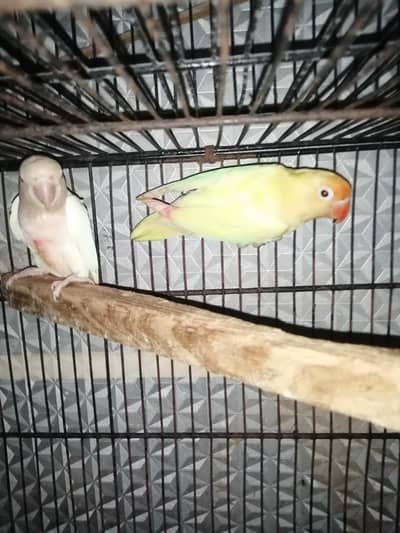 love birds pair