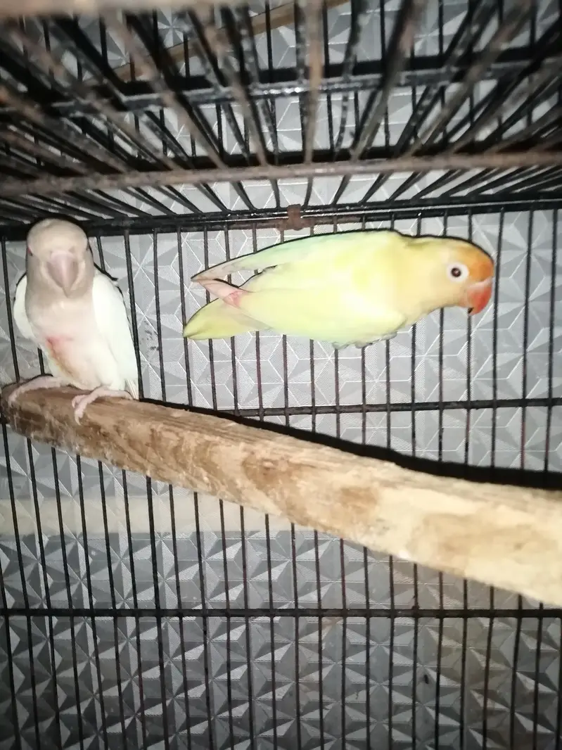 love birds pair — photo 4