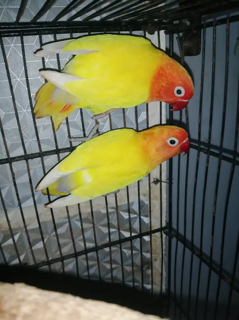 love birds pair — photo 5
