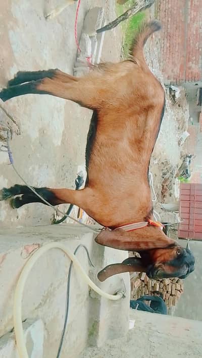 Nagri kheeri 12 months