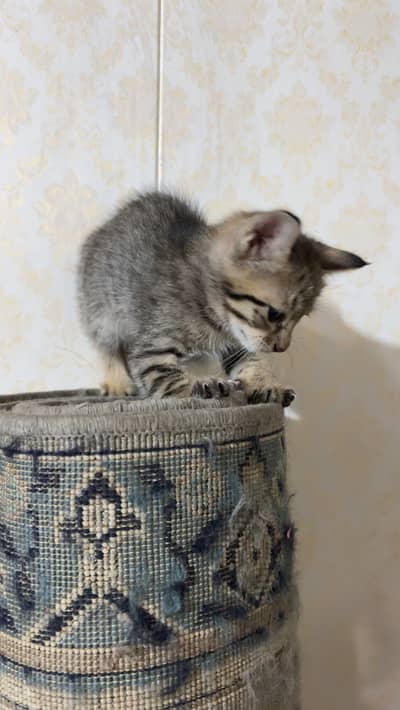 Kittens for sale male/female