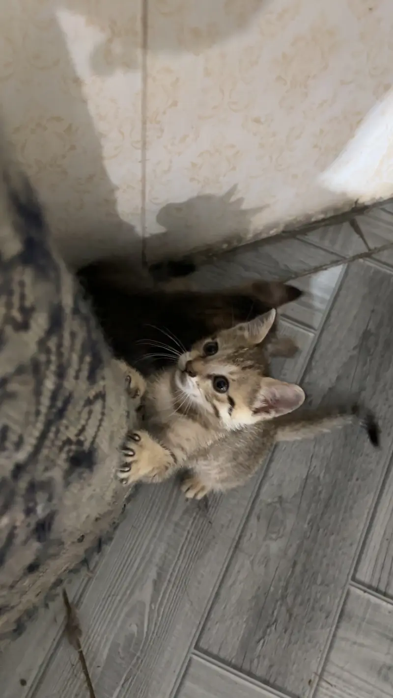 Kittens for sale male/female — photo 2