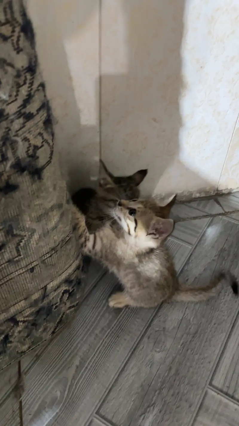Kittens for sale male/female — photo 3