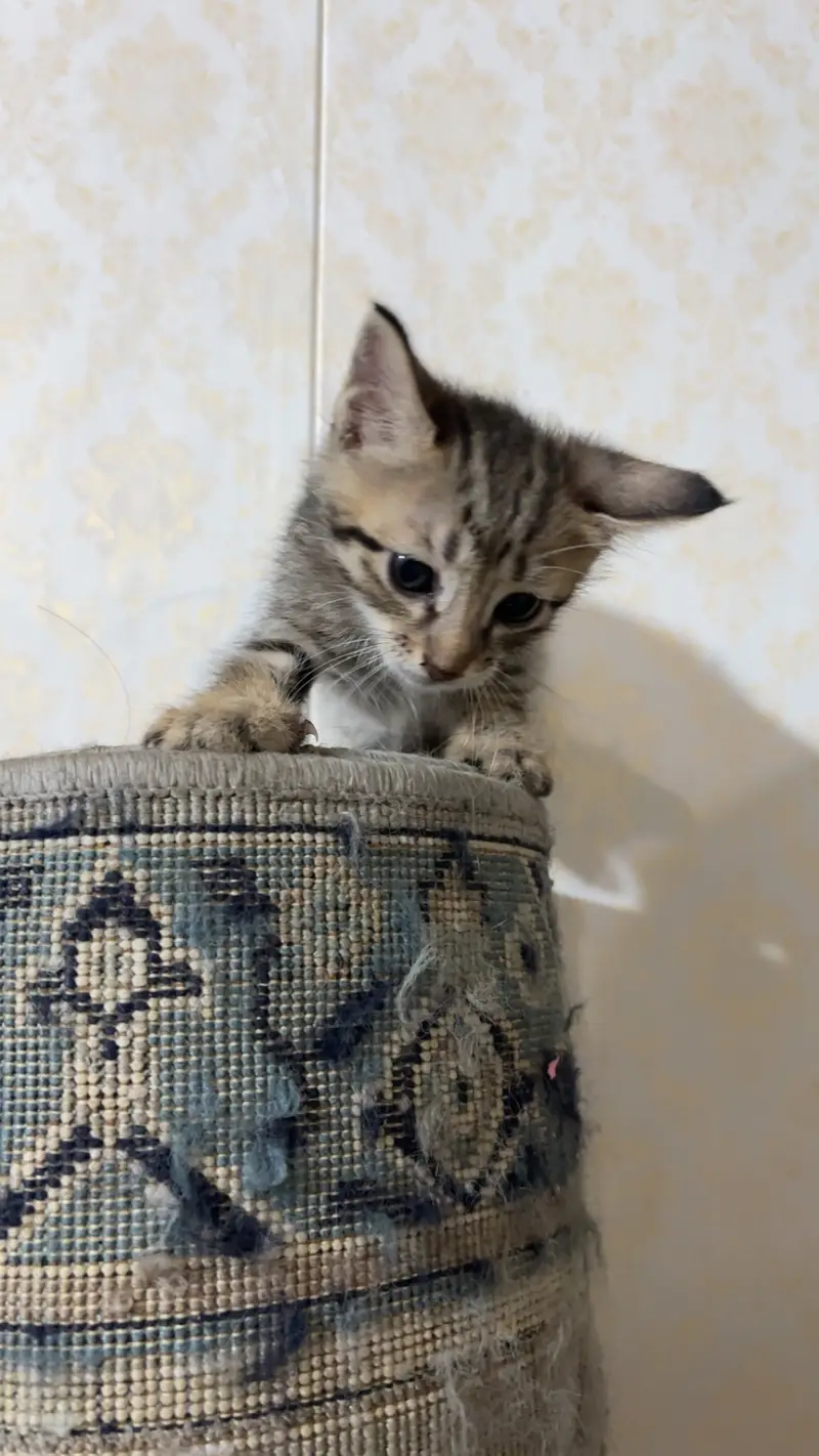 Kittens for sale male/female — photo 4