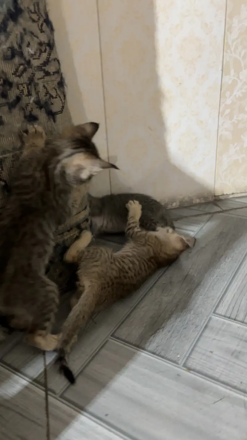 Kittens for sale male/female — photo 5
