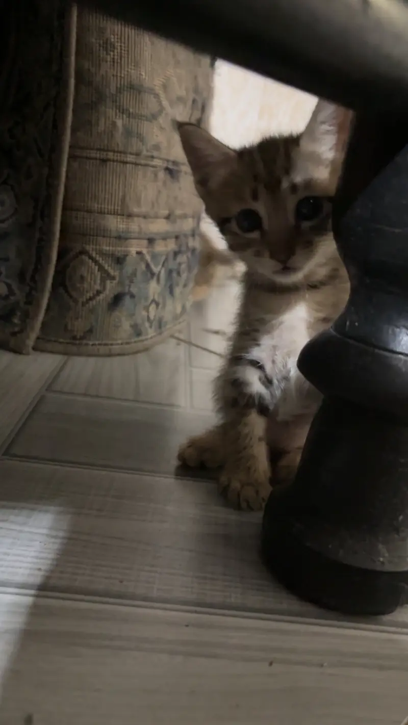 Kittens for sale male/female — photo 6