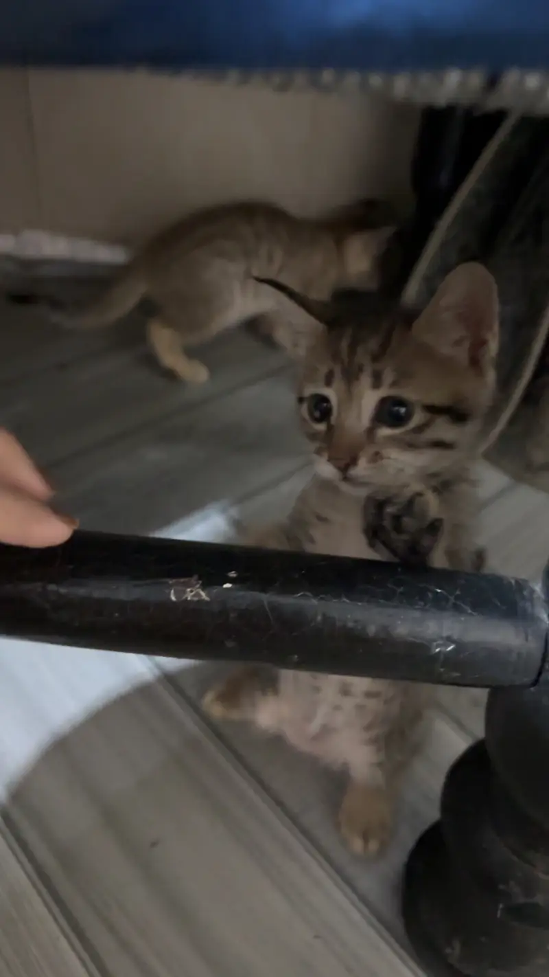 Kittens for sale male/female — photo 8