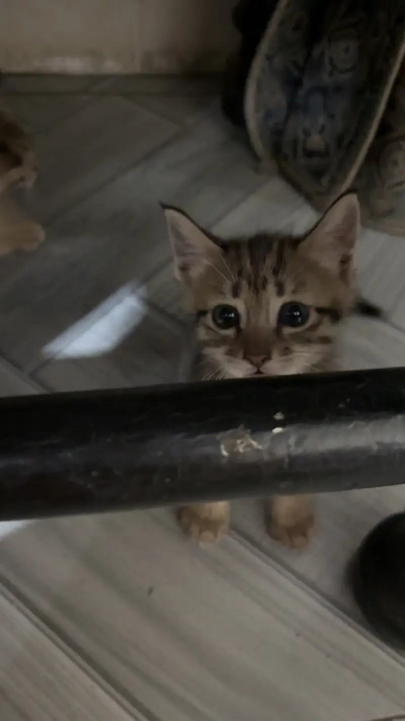 Kittens for sale male/female — photo 9