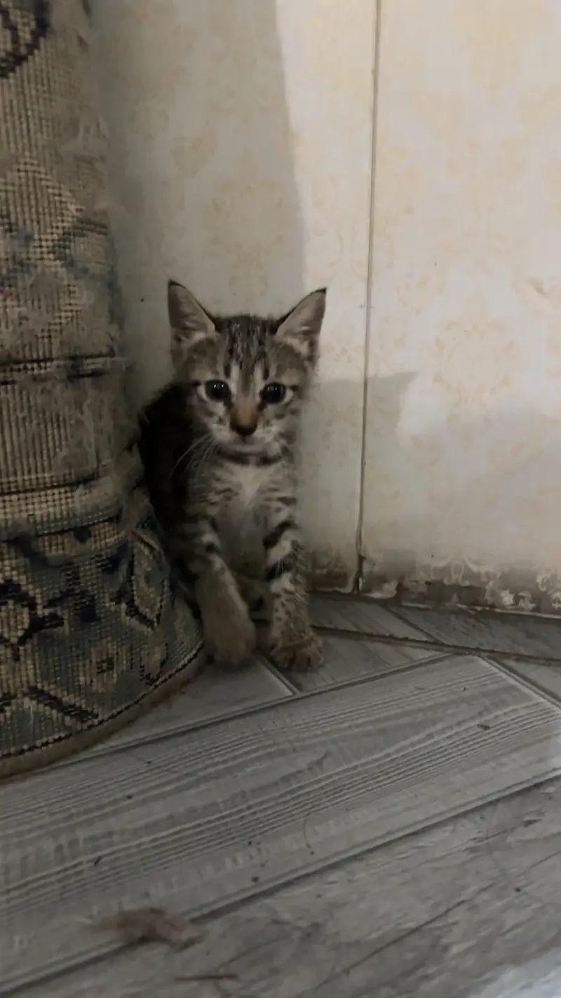 Kittens for sale male/female — photo 10