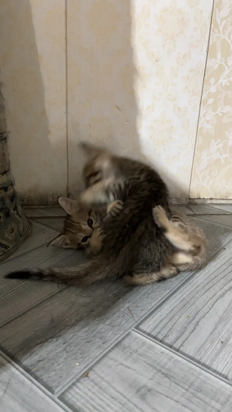 Kittens for sale male/female — photo 11