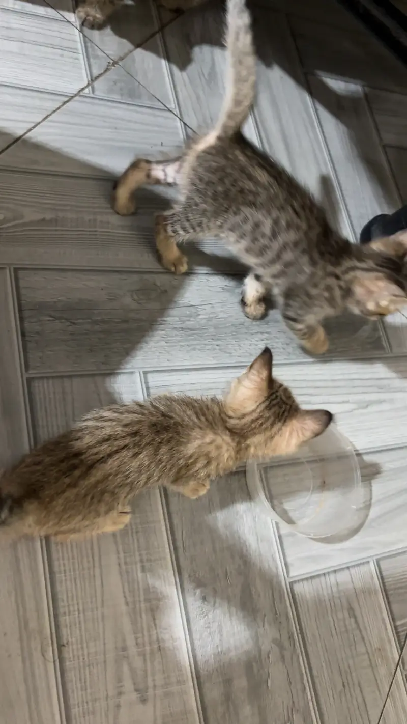 Kittens for sale male/female — photo 12