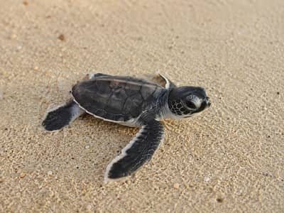 Turtle