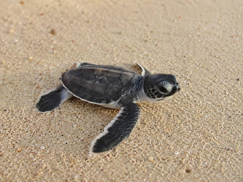 Turtle 0