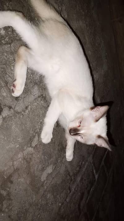 Siamese Kitten  Pure bred