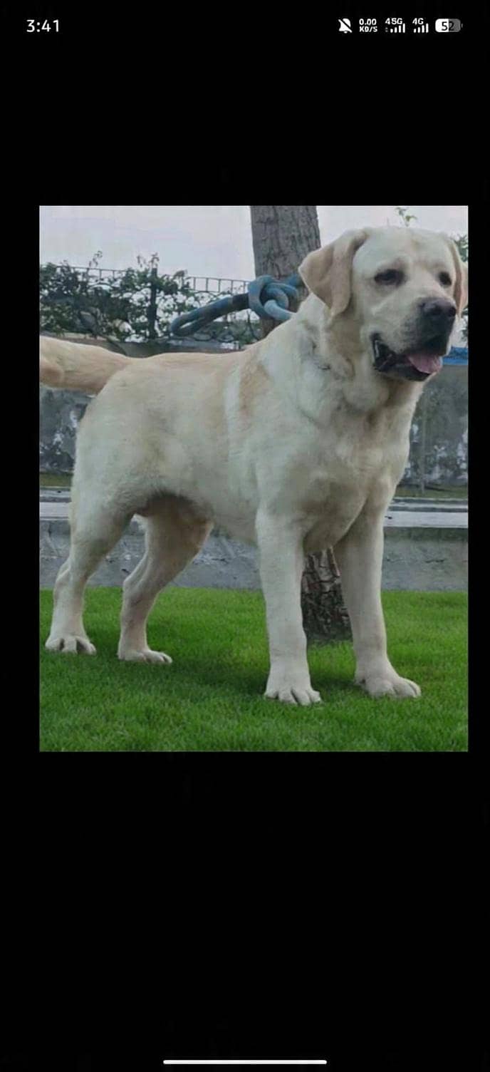 stud available 0