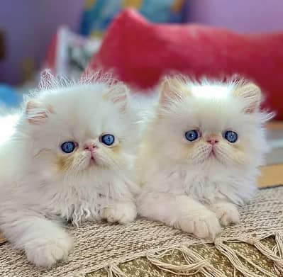 Cat | Persian | kittens |  Blue eyes | Kitty O348O163O63 WA^⁠_⁠^^⁠_⁠^