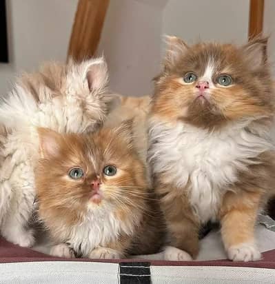 Kitty | Cat | Persian | kittens öз48ò163ó63
