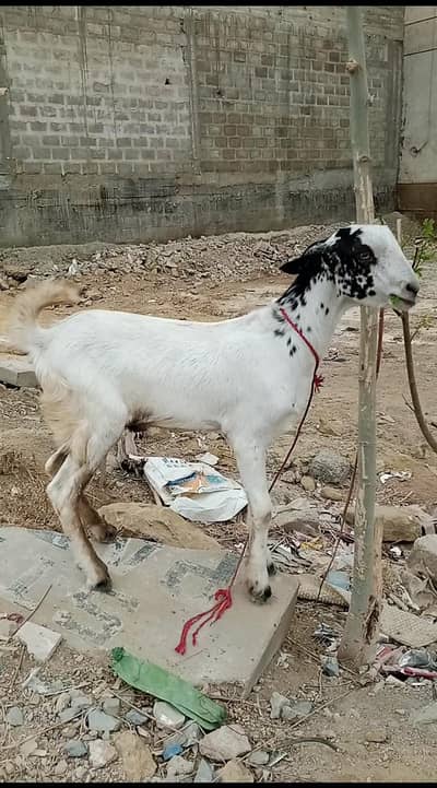 tapra bakra 6 months old