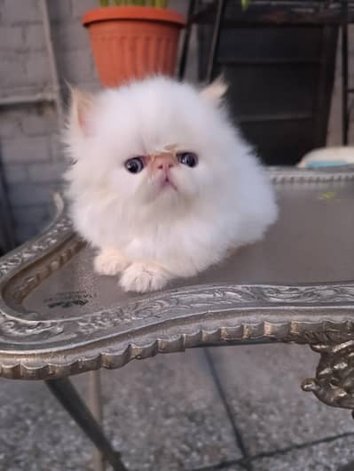 peke faced flame point