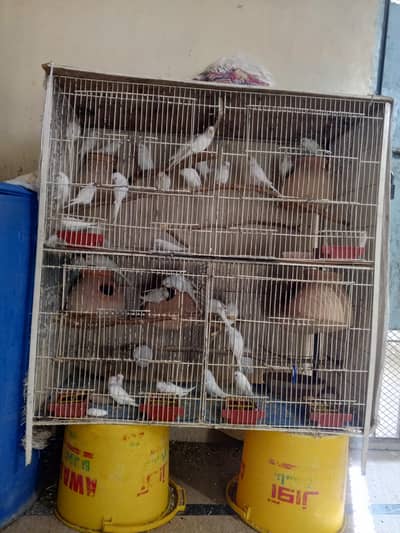 Bird Cage For Sale