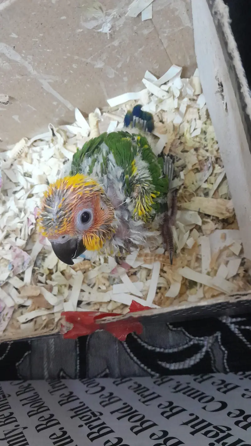 [Raw, Ringneck, Sun Conure &  Cinnamon Conure) — photo 3