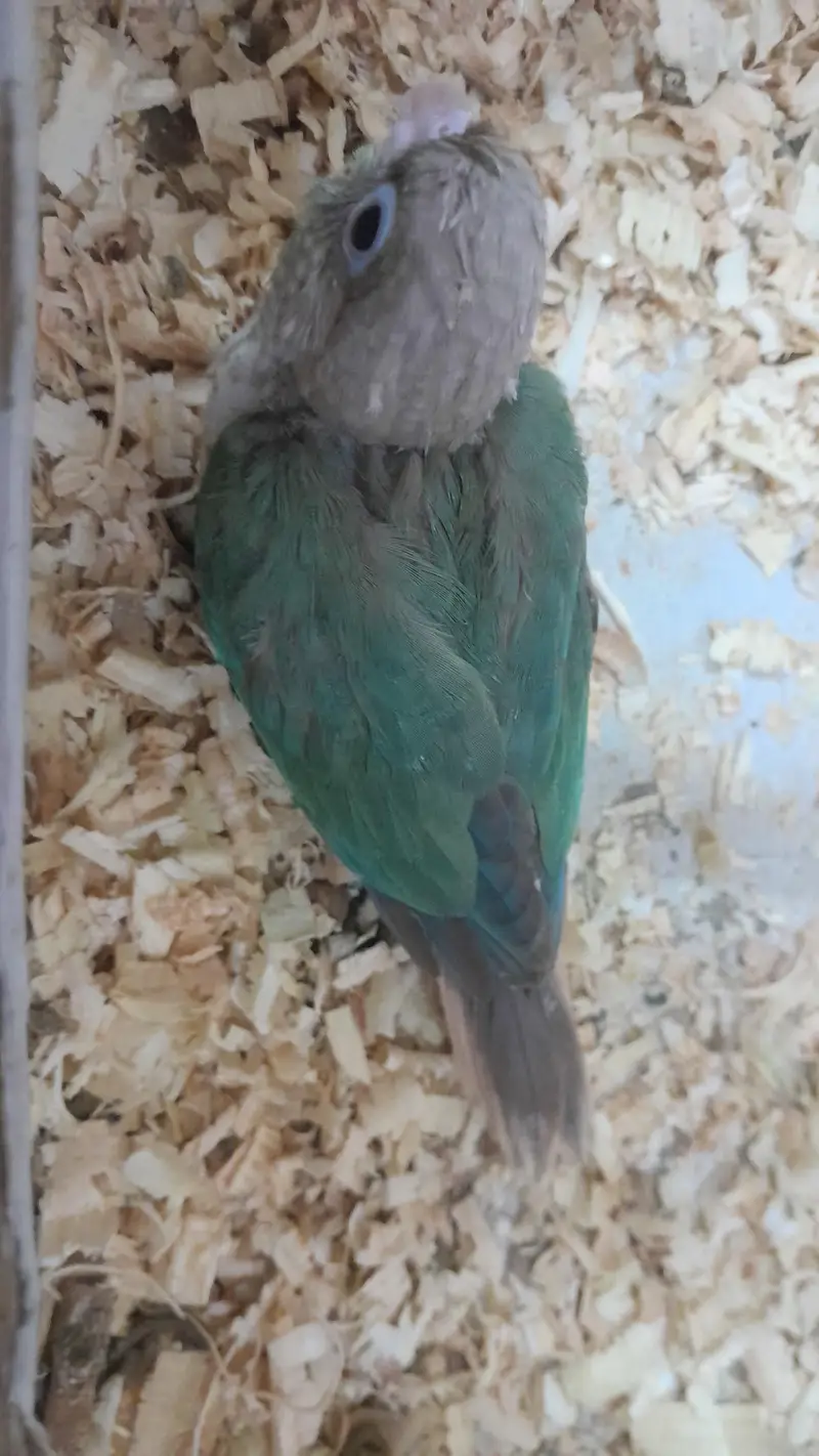 [Raw, Ringneck, Sun Conure &  Cinnamon Conure) — photo 4