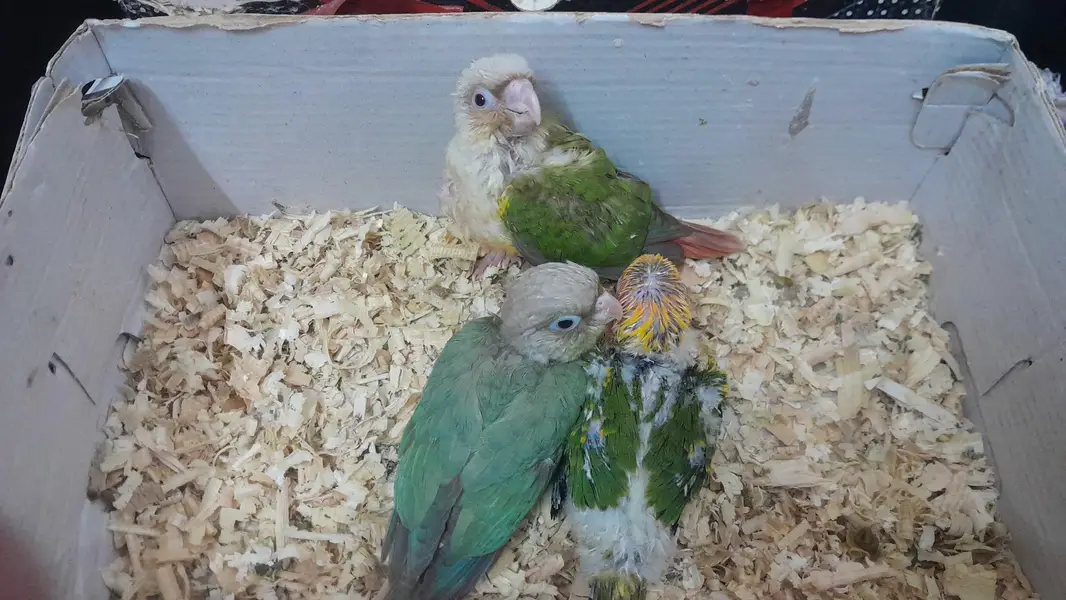 [Raw, Ringneck, Sun Conure &  Cinnamon Conure) — photo 5