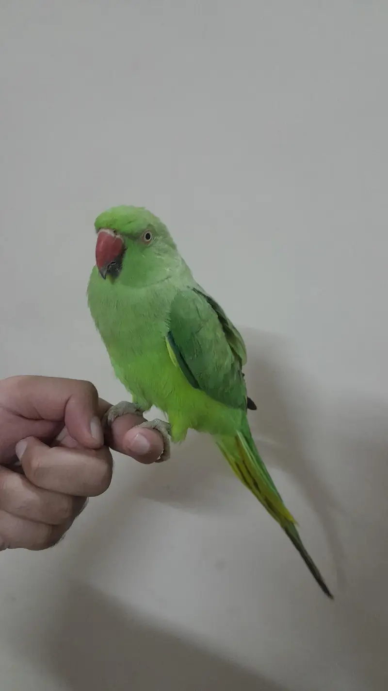 [Raw, Ringneck, Sun Conure &  Cinnamon Conure) — photo 6