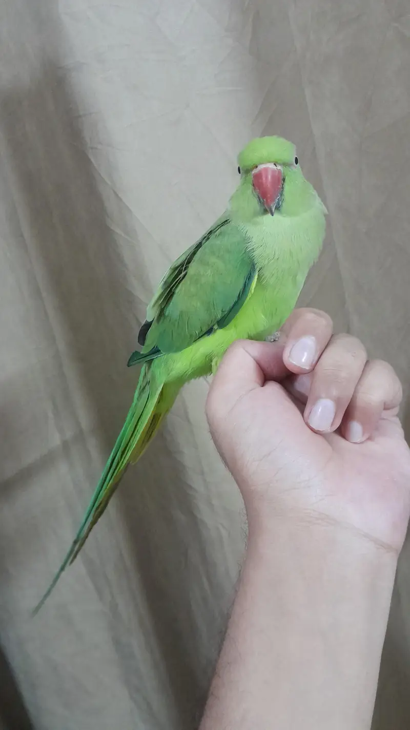 [Raw, Ringneck, Sun Conure &  Cinnamon Conure) — photo 7