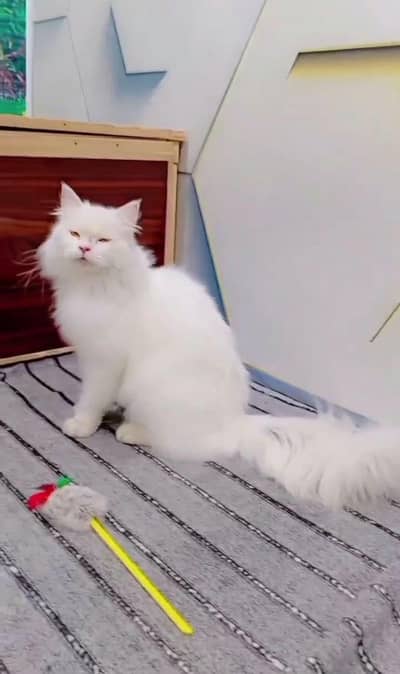Male Persian Punch faced fully Trained cat For sale