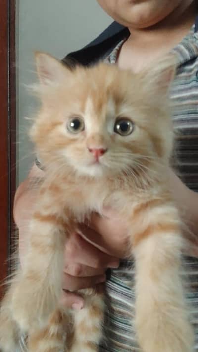 Persian Kitten female