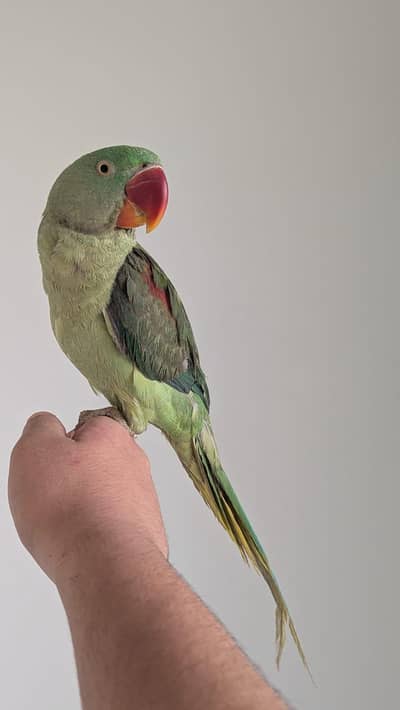 [Raw, Ringneck, Sun Conure &  Cinnamon Conure)