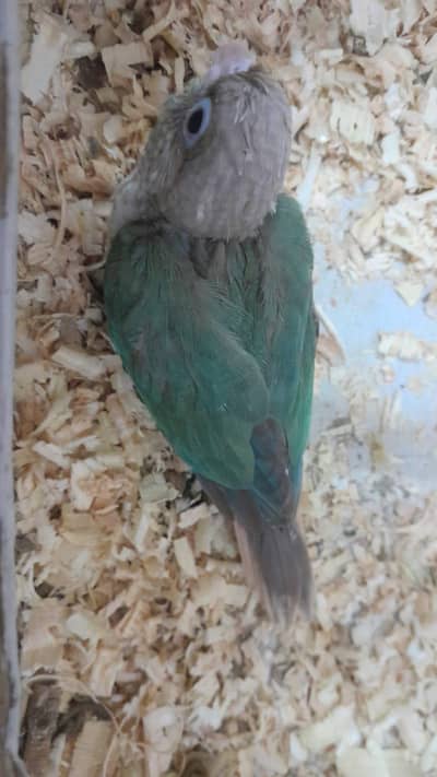 [Raw, Ringneck, Sun Conure &  Cinnamon Conure)