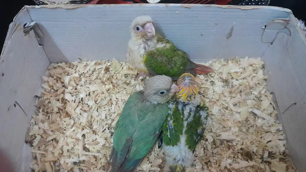 [Raw, Ringneck, Sun Conure &  Cinnamon Conure) — photo 5