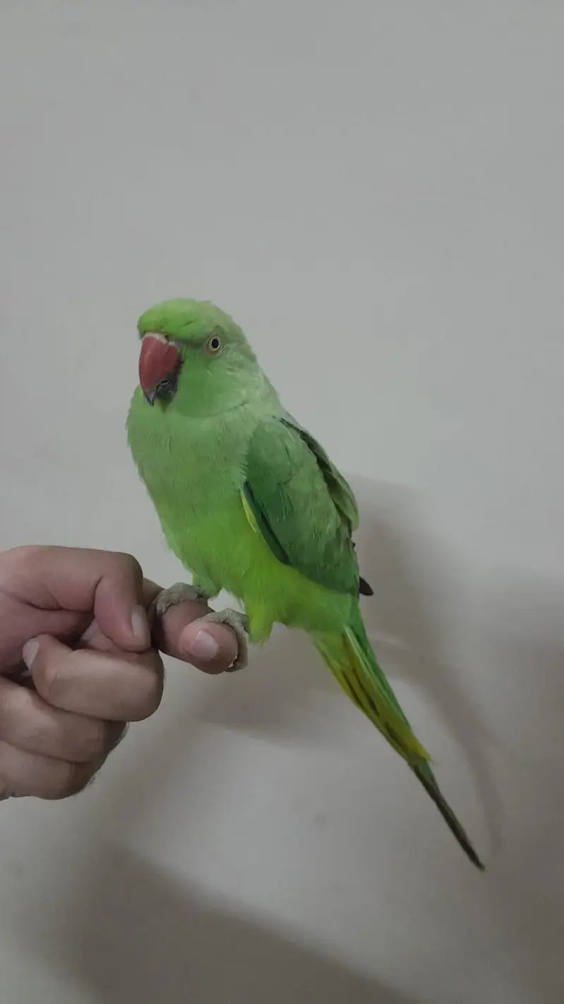 [Raw, Ringneck, Sun Conure &  Cinnamon Conure) — photo 7