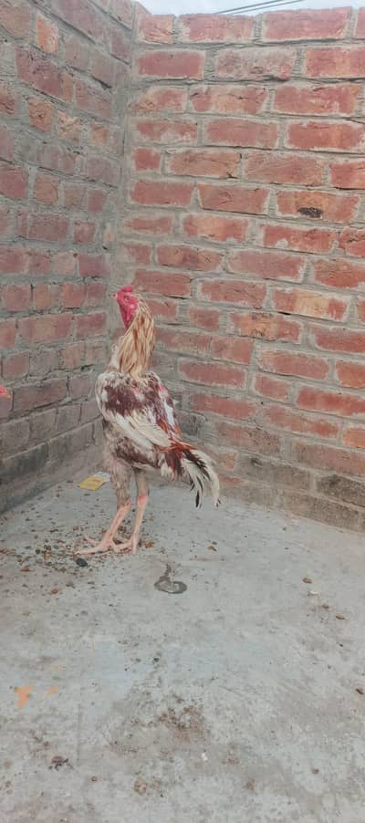 Pakistani Aseel Murga