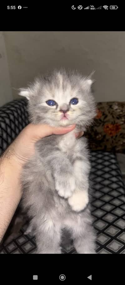 cat persion