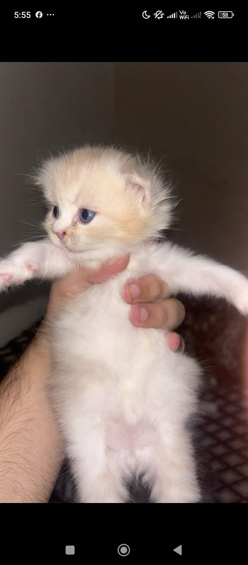 cat persion 1