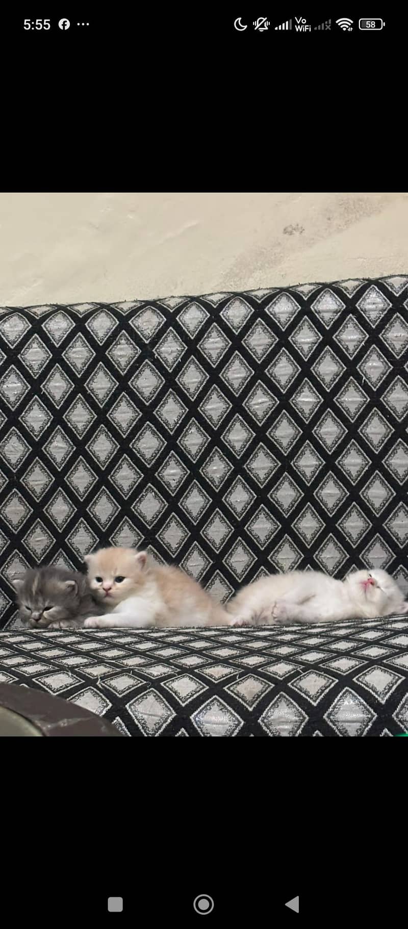 cat persion 2