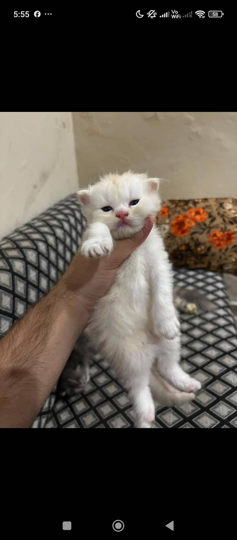 cat persion 3