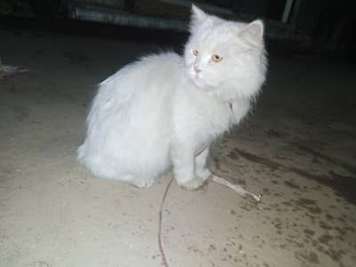 Russian cat 03136462455