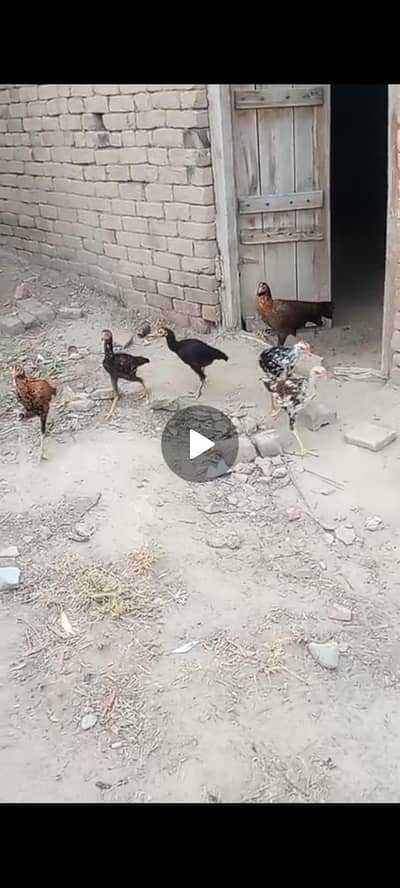 دو نر اور  ایک مادی ہیں ۔اور ایک بڑی مادی کس ہیں۔کیونکہ مجھے  نہیں پتہ