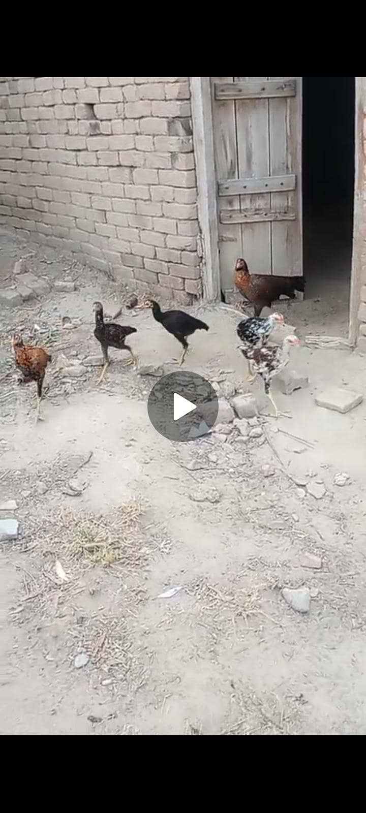 دو نر اور  ایک مادی ہیں ۔اور ایک بڑی مادی کس ہیں۔کیونکہ مجھے  نہیں پتہ 0