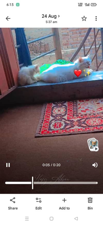 Persian cat