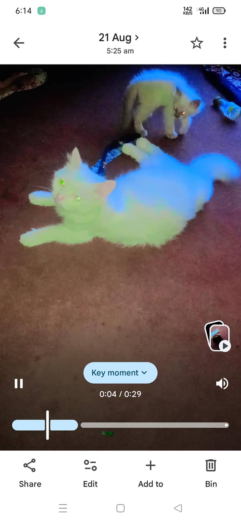 Persian cat 1
