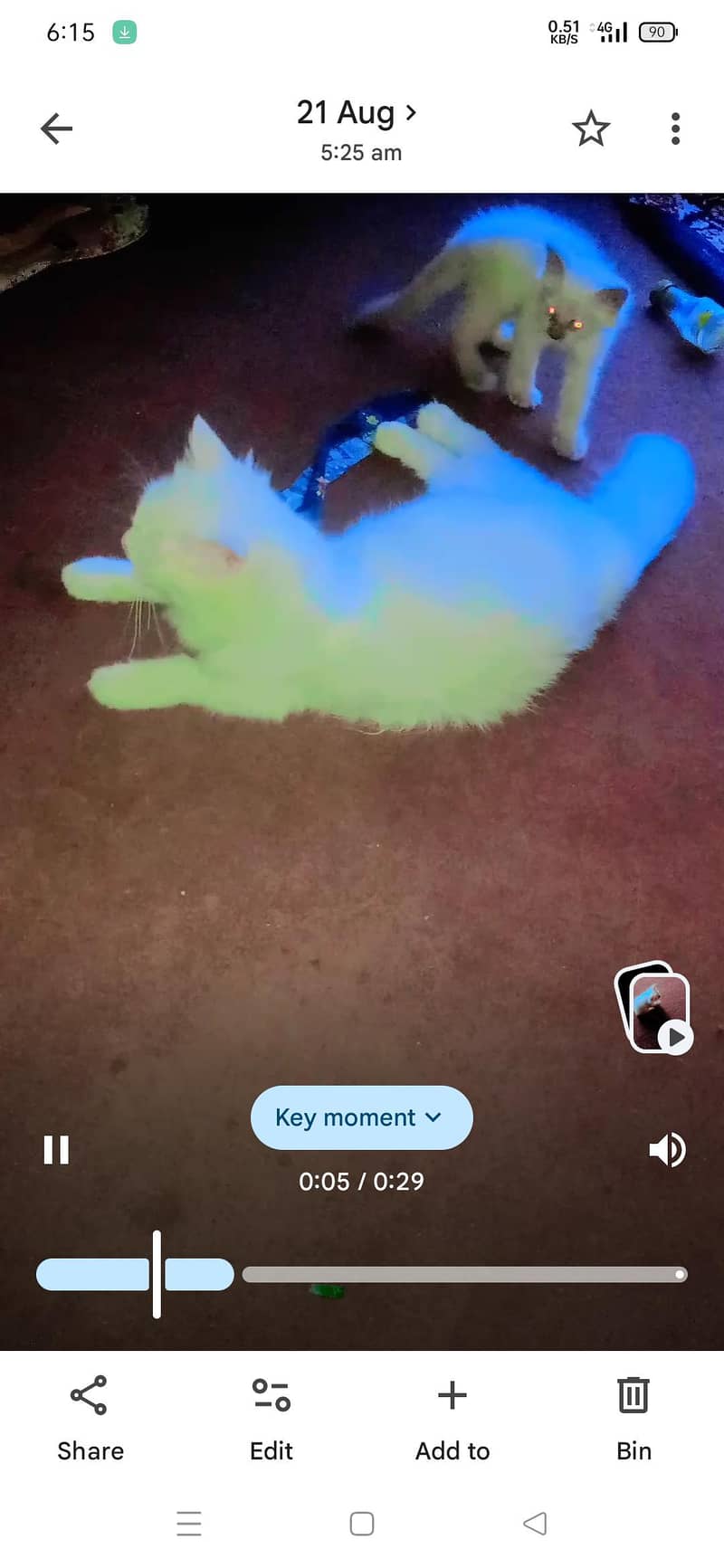 Persian cat 2