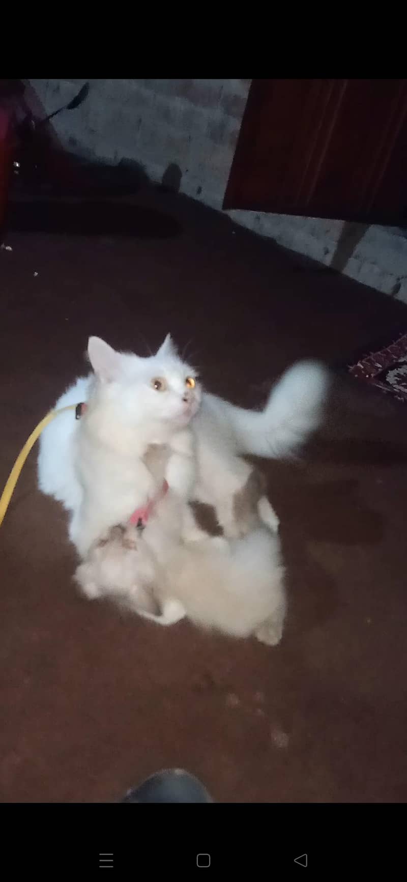 Persian cat 4