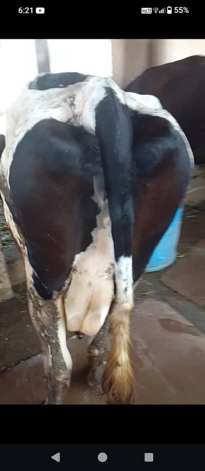 A Cross  Friesion Cow